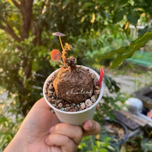 Op de afbeelding: Een witte keramische mok met een zwart handvat en de tekst "But First, Coffee" in een handgeschreven stijl. De mok staat op een wit oppervlak. De mok is ongeveer 10 cm hoog.