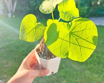 Stephania Suberosa M Size – Rare Thai Caudex Plant | Unique Crack Shell Tuber | Exotic Indoor Bonsai | Collectible Caudiciform,Free shipping