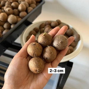 Wholesale Stephania Erecta 12 Bulbs (2.5-3.0 cm) 圓葉 山烏龜 居家风水植物 -12颗 （大约 体积 2.5 - 3 公分）