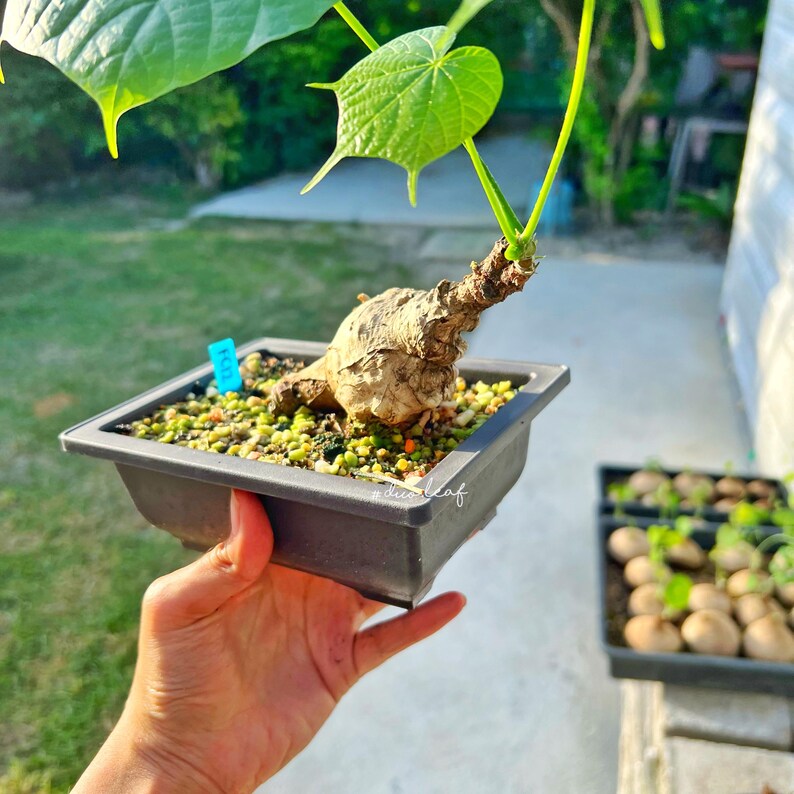 Peut inclure: Une petite plante en pot avec une grosse racine bulbeuse. La plante a des feuilles vertes et pousse dans un pot carr&eacute; noir. Le pot est tenu par une main.