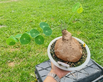Rare Giant 1 Kg Stephania Erecta | Rare Thai Plant | Unique Bonsai-Like | Exotic Caudiciform Tuber | Rare Succulent | Free shipping w/Phyto