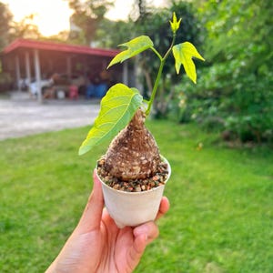 Adenia Viridiflora  - Rare Caudex Plant, Exotic Succulent Adenia Viridiflora Plant, Exotic Succulent Vine, Indoor Bonsai Style Tuber