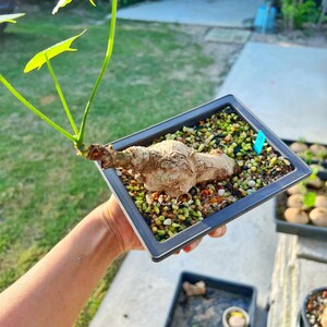 Peut inclure: Gros plan sur une petite plante noueuse brune avec des feuilles vertes poussant dans un pot rectangulaire noir. Le pot est rempli d'un m&eacute;lange de petites pierres color&eacute;es et de terre. La plante est tenue par la main d'une personne.
