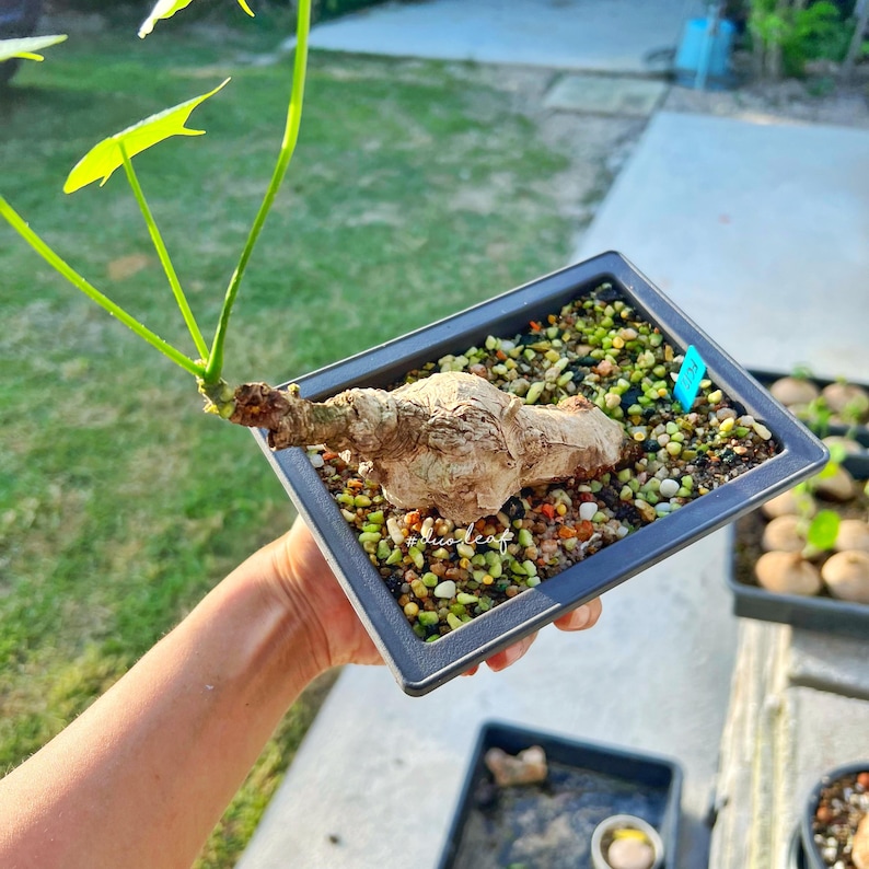 Peut inclure: Gros plan sur une petite plante noueuse brune avec des feuilles vertes poussant dans un pot rectangulaire noir. Le pot est rempli d'un m&eacute;lange de petites pierres color&eacute;es et de terre. La plante est tenue par la main d'une personne.