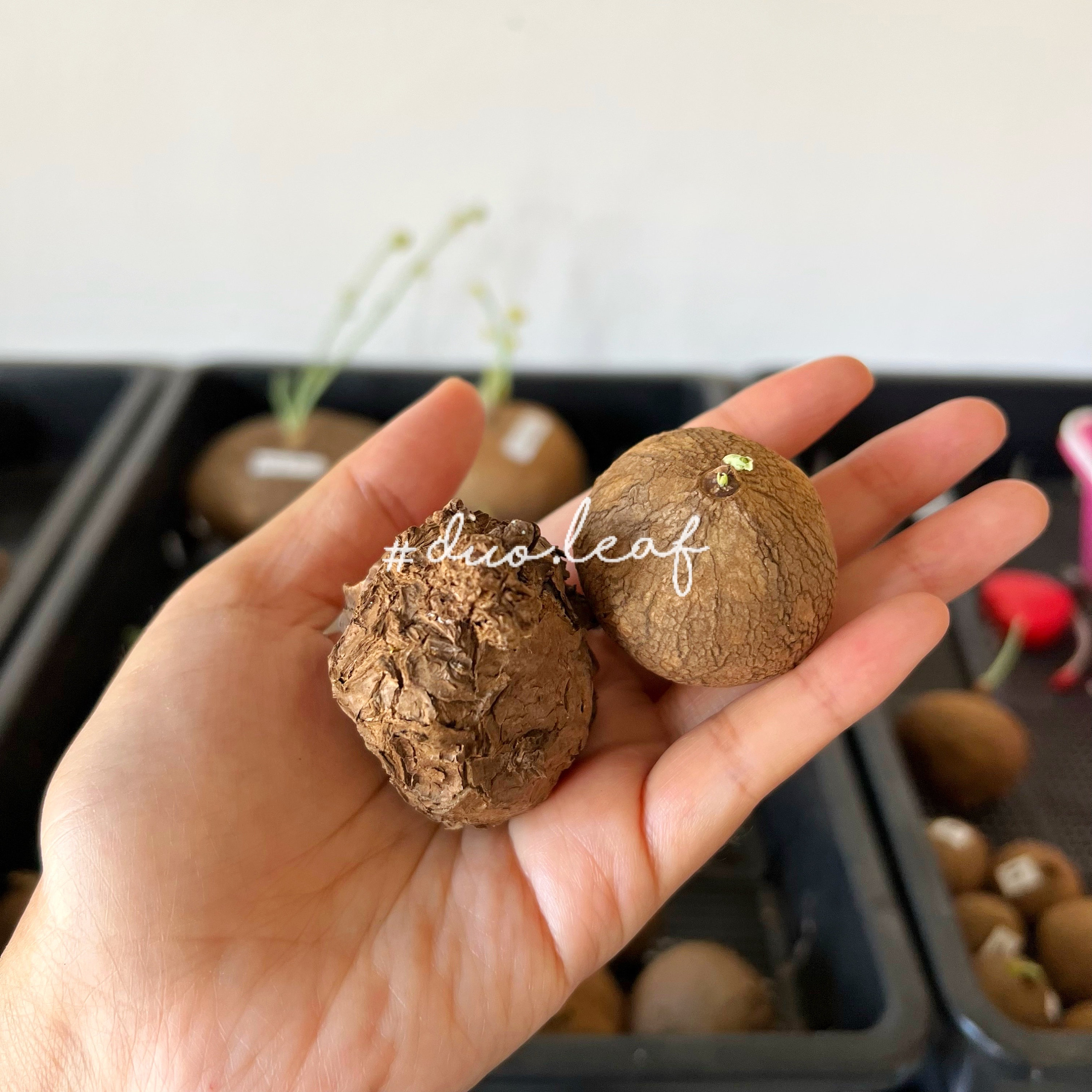 Wholesale Mixed Stephania Erecta and Stephania Nova 3-4.5 Cm (S