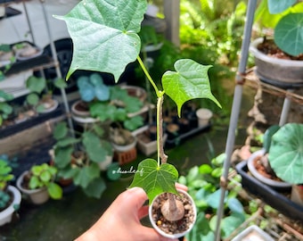 Jeune plant d'arbre Firmiana Colorata à longue tige | Plante tropicale rare à flamme rouge (bulbe dormant)