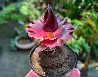 1.5 KG Rare Amorphophallus Paeoniifolius (Elephant Foot Yam) - Exotic live plants, Succulent for Collectors, Easy-Care Indoor Plant, Foliage