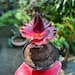 see more listings in the Amorphophallus section