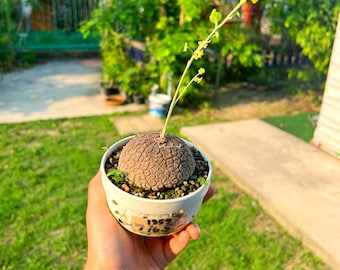 Rare crack-shell Stephania Erecta 7 cm - 135g  | Rare Thai Plant | Bonsai-Like Tuber Garden | Rare Exotic Indoor Plant  | Free shipping