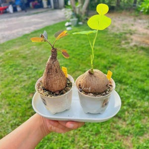 Op de afbeelding: Twee potplanten met bolvormige bases en kleine, kleurrijke bladeren. De planten staan in witte potten op een wit dienblad, met een groen gazon op de achtergrond. Eén plant heeft gele labels.