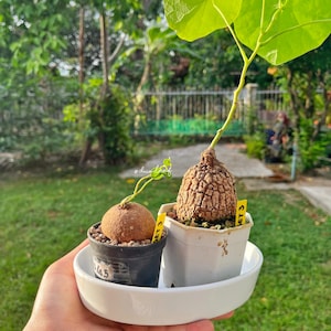 Exotic plant bundle Stephania Erecta & Suberosa 奇異油柑  居家风水植物 Unique Indoor, Outdoor Plants, Exotic Caudex, Rare succulents, Free shipping