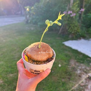 Rare Female Stephania Erecta Caudex Plant – 8.2cm, 200g | Unique Indoor Bonsai for Collectors & Beginners with free shipping and Phyto Cer