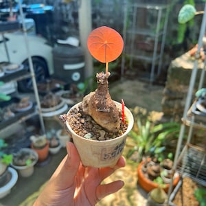 May include: A potted plant with a large, round, orange leaf. The plant has a bulbous, brown base and is planted in a small, white paper pot filled with soil and small rocks. A small red marker is inserted into the soil.
