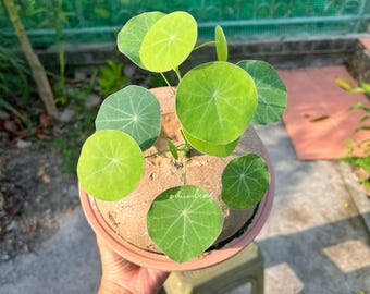 Rare Female 1.1kg (15.5 cm) Stephania Erecta | Rare Thai Plant | Unique Bonsai-Like | Exotic Caudiciform | Rare Succulent | Free shipping