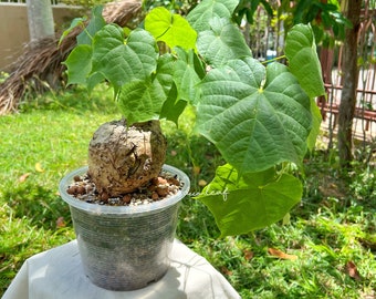 Sterculia colorata ステルクリア　コロラータ　4個セット Sterculia colorata ステルクリア コロラータ 4個セット Sterculia