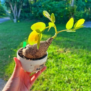 Op de afbeelding: Een caudexplant met een dikke, getextureerde, bruine bolvormige basis en dunne stengels met heldergroene, ovale bladeren. De plant staat in een kleine, ronde, witte pot met een beige zelfklevend etiket met de tekst 1909 6.6/15.