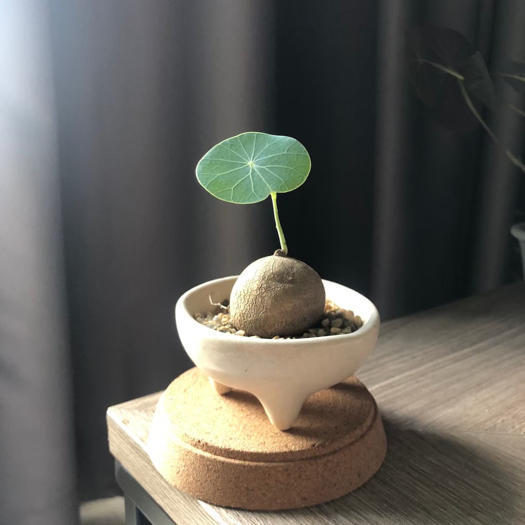 卸売ミックス ステファニア エレクタとステファニア ノヴァ 3-4.5 cm