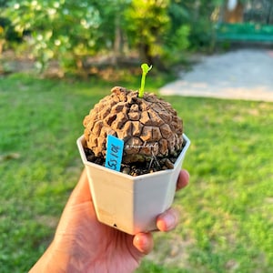 May include: A handmade, wooden cutting board with a natural wood grain. The board is rectangular with rounded corners and a juice groove. It measures approximately 18 inches long, 12 inches wide, and 1 inch thick.