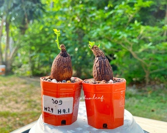 Special Set 4 of Stephania Suberosa (XS)  龟甲山烏龜 - 居家风水植物 (Rare plant, House plant, mini plant)