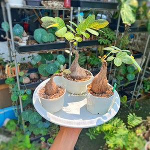 May include: Three potted plants with bulbous bases and green foliage are displayed on a white tray. The plants are in white pots filled with soil. The tray is held by a person. The background includes other plants and a metal shelf.