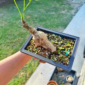 Peut inclure: Une petite plante verte avec un tronc &eacute;pais et noueux poussant dans un bac en plastique noir rempli de petites pierres color&eacute;es.