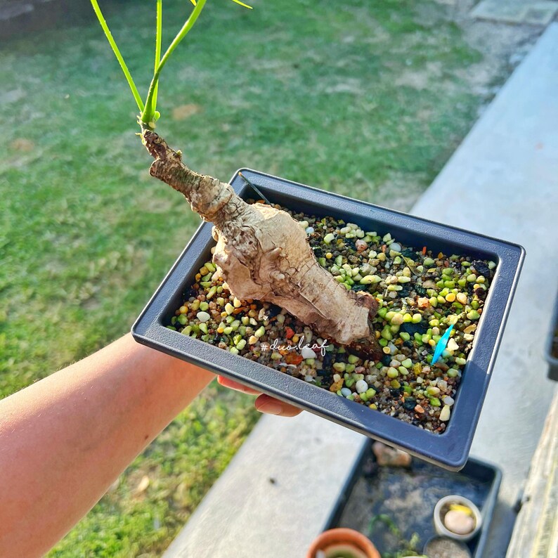 Peut inclure: Une petite plante verte avec un tronc &eacute;pais et noueux poussant dans un bac en plastique noir rempli de petites pierres color&eacute;es.