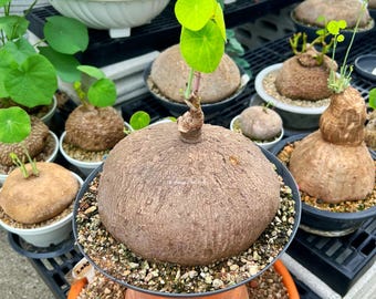 2kg 希少なステファニア・エレクタ 巨大サイズ/装飾葉、多肉植物愛好家