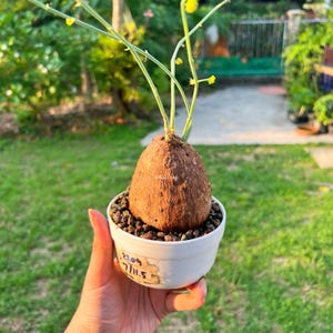 Pode incluir: Uma planta em vaso com uma grande base bulbosa marrom e caules verdes finos com pequenas flores amarelas. A planta está em um vaso branco cheio de seixos escuros. O vaso tem um rótulo com os números "2209" e "7/11.5".
