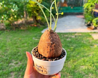 Unique Shape Stephania Erecta – 7 cm, 220g | Low Maintenance Exotic Bonsai, Rare Caudex, Free shipping with Phytosanitary, Bingger Friendly