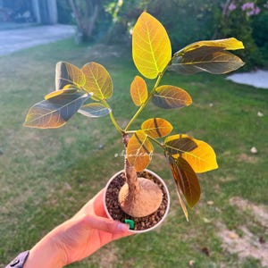 Phyllanthus Mirabilis XL size 奇異油柑  居家风水植物rare caudex plant, Rare Exotic Plants, Easy care plants, Succulent Bonsai, Indoor Succulent