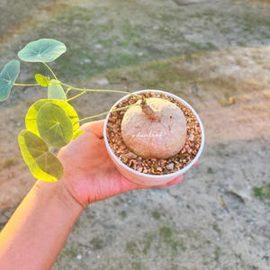 Stephania Erecta 6,5 cm 130 g (Hoja cortada antes del envío) Planta de Caudex rara, Bonsái natural, Bulbo exótico de interior, Envío gratuito y fitosanitario