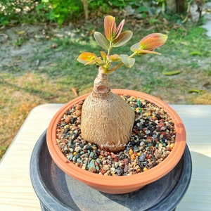 Phyllanthus Mirabilis - 384g / Caudex Plant for Collectors, Unique Night-Blooming Succulent, Indoor Plant Gift, Easy to Grow, free shipping