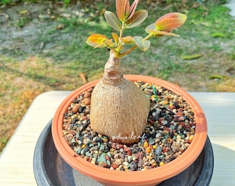 Phyllanthus Mirabilis - 384g / Caudex Plant for Collectors, Unique Night-Blooming Succulent, Indoor Plant Gift, Easy to Grow, free shipping