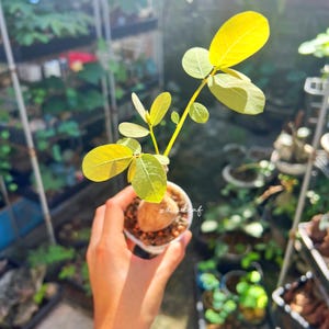 Tall Shape Phyllanthus Mirabilis S size (55g) 奇異油柑  居家风水植物 rare plant / Caduex plant / indoor plant