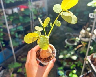 Tall Shape Phyllanthus Mirabilis S size (55g) 奇異油柑  居家风水植物 rare plant / Caduex plant / indoor plant