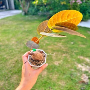 Phyllanthus Mirabilis 奇異mai uz 居家风グzuong für Indoor / Outdoor Caudex, Einzigartige Grünpflanze, Pflegeleichte Pflanze / Bonsai ähnliche Pflanze