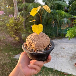 Stephania Venosa XL size (25x g)  (Bloody Sap) Rare Caudex Plant, Exotic Succulent, Easy-Care Plant, Unique Bonsai, free shipping