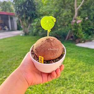 Stephania Erecta 7.9 cm | Unique Cut Leaf Caudex | Rare Thai Plant | Bonsai-Like Tuber Garden | Rare Exotic Indoor Plant  | Free shipping