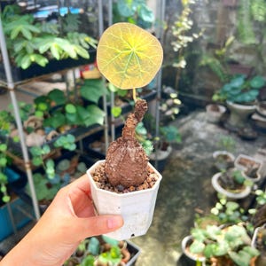 Stephania Nova M+ size (Kaweesakii)   | Houseplant  | caudex plant | Exotic Foliage | Tropical Plants