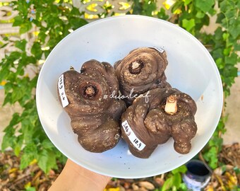 Giant Size of Amorphophallus Atroviridis (very rare)  exotic plant / Caudex plant / indoor plants