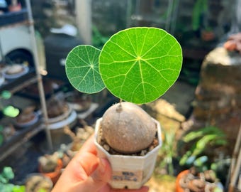Stephania Erecta 5,7 cm Caudex / Rara pianta esotica tailandese, tubero simile a un bonsai