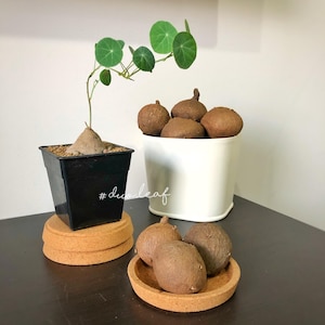 Stephania Erecta – Mediana 5-6 cm Rara (Cada bulbo 80-100g+) Planta de interior suculenta / 圓葉山烏龜 Planta Feng Shui / Cuidado fácil / Plantas exóticas tropicales