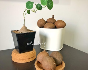 Stephania Erecta – Mediana 5-6 cm Rara (Cada bulbo 80-100g+) Planta de interior suculenta / 圓葉山烏龜 Planta Feng Shui / Cuidado fácil / Plantas exóticas tropicales