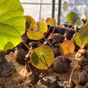 May include: Close-up of a group of plants with large, round, green leaves with red veins. The plants are growing in a pot filled with sand. The leaves are backlit by the sun, creating a beautiful pattern of light and shadow.