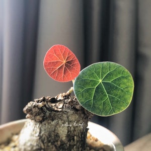 Value Set of Stephania Nova, Kaweesakii (S-Size, Succulent / house plant / Potato Plant  - Seller Pick) 稀有山烏龜 - 居家风水植物 （自家精选配搭）
