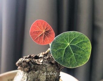 現在、この商品の在庫はありません - Etsy