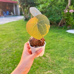 Stephania Nova 125g Kaweesakii – Rare Caudex Plants for Collectors | Unique Succulent Bulbs | Tropical garden plants  | Unique Bulbous Plant