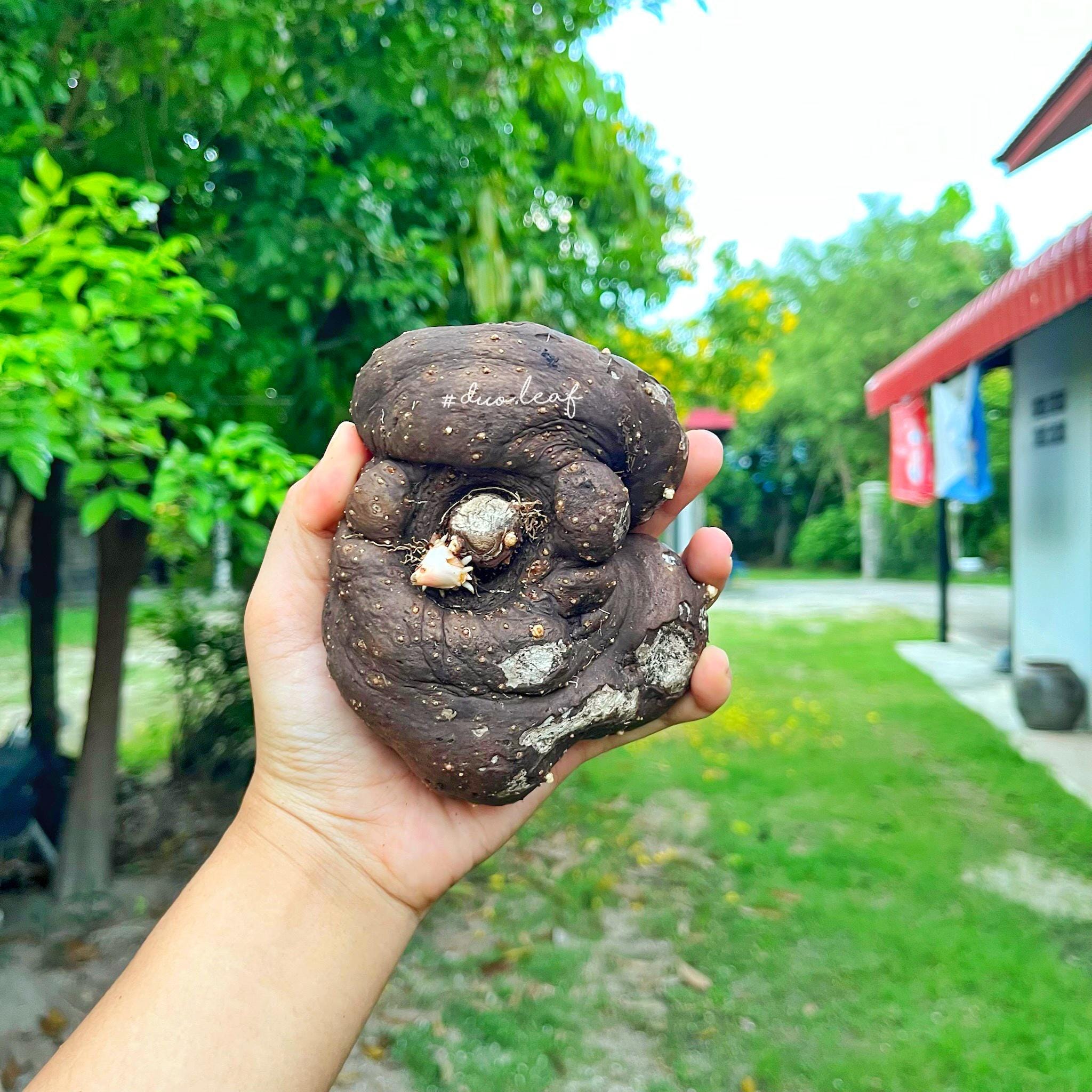 Amorphophallus atroviridis | Plants