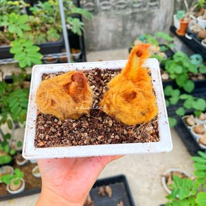 以下が含まれることがあります： 土が入った白い正方形のプランターに、鮮やかなオレンジイエローの植物が2つ入っています。植物はふわふわとした質感です。背景には他の植物と庭の様子が少し見えます。
