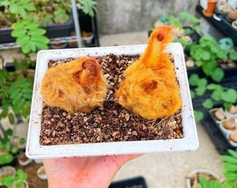 Könnte beinhalten: Ein quadratischer weißer Pflanztopf mit Erde, der zwei leuchtend orange-gelbe Pflanzen enthält. Die Pflanzen haben ein flauschiges, strukturiertes Aussehen. Der Hintergrund zeigt weitere Pflanzen und einen Einblick in eine Gartenumgebung.